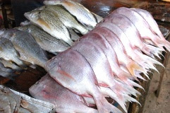 Paquitequete com mercado de peixe