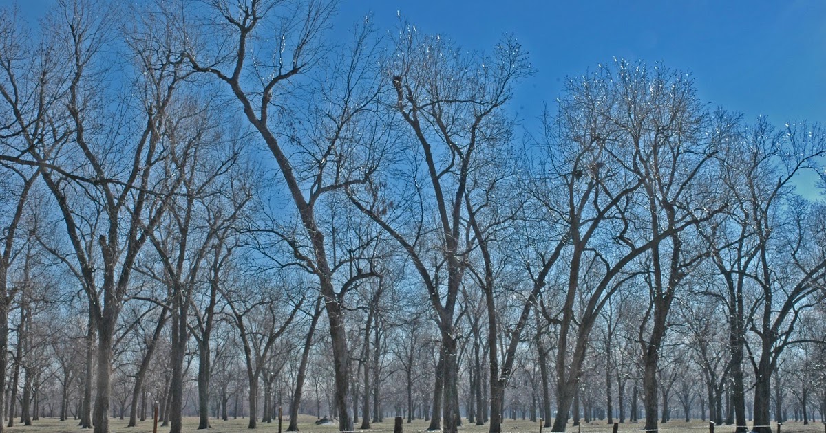 Northern Pecans Cold weather and pecans
