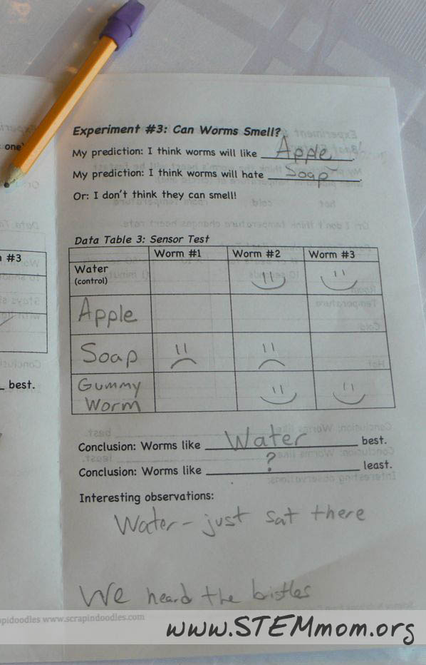 Dr. STEM Mom Can Worms Smell? Wormy Experiment