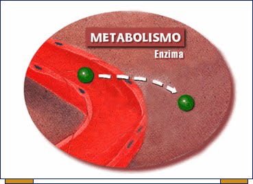 Reacciones metabolicas y anabolicas