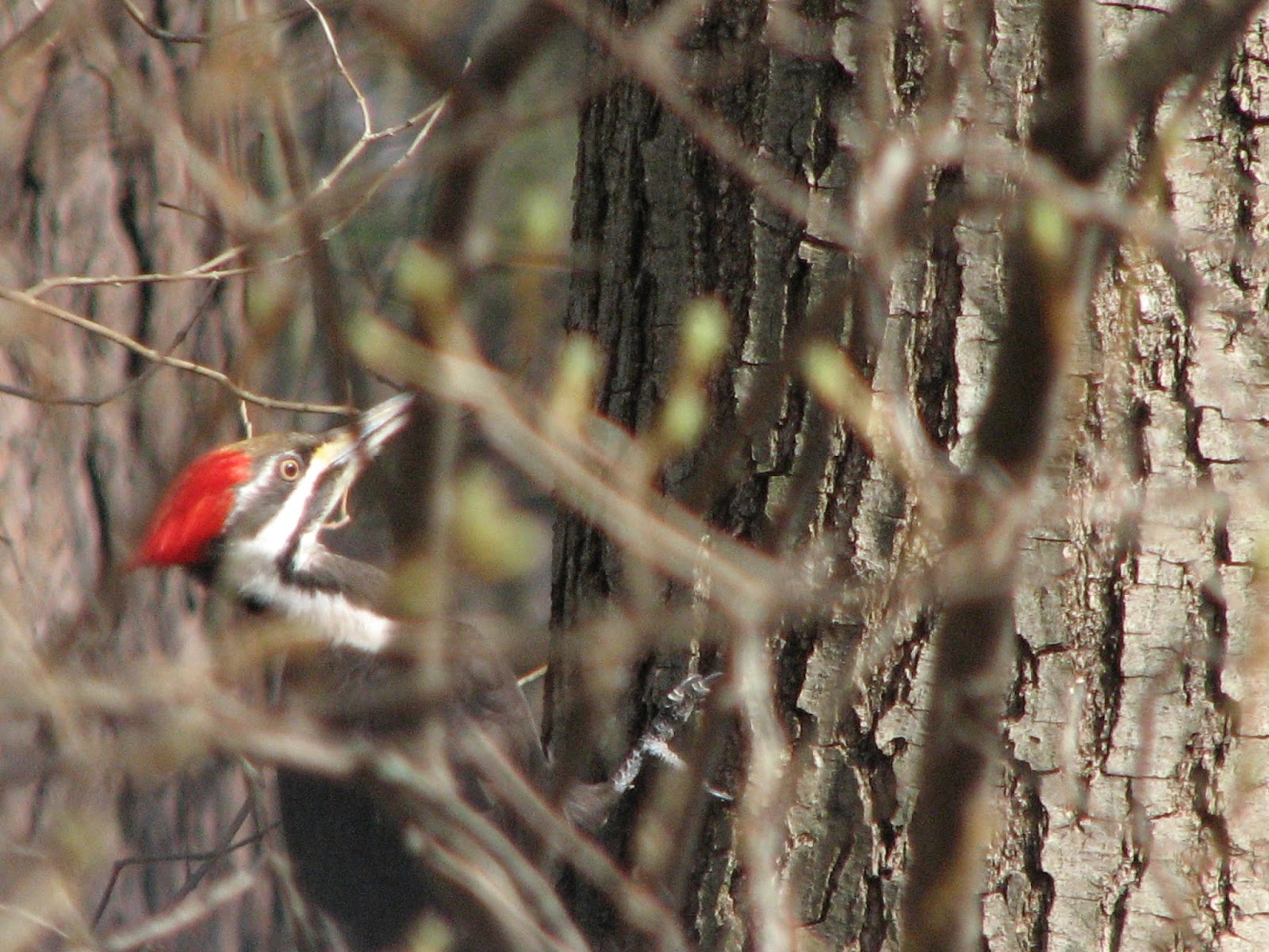 South Burlington birds Pileated Woodpecker photos South Burlington