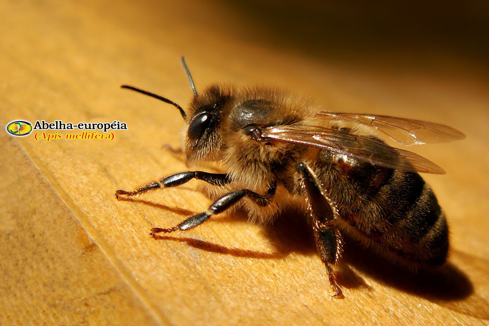 Zoologia Abelhaeuropéia (Apis mellifera)