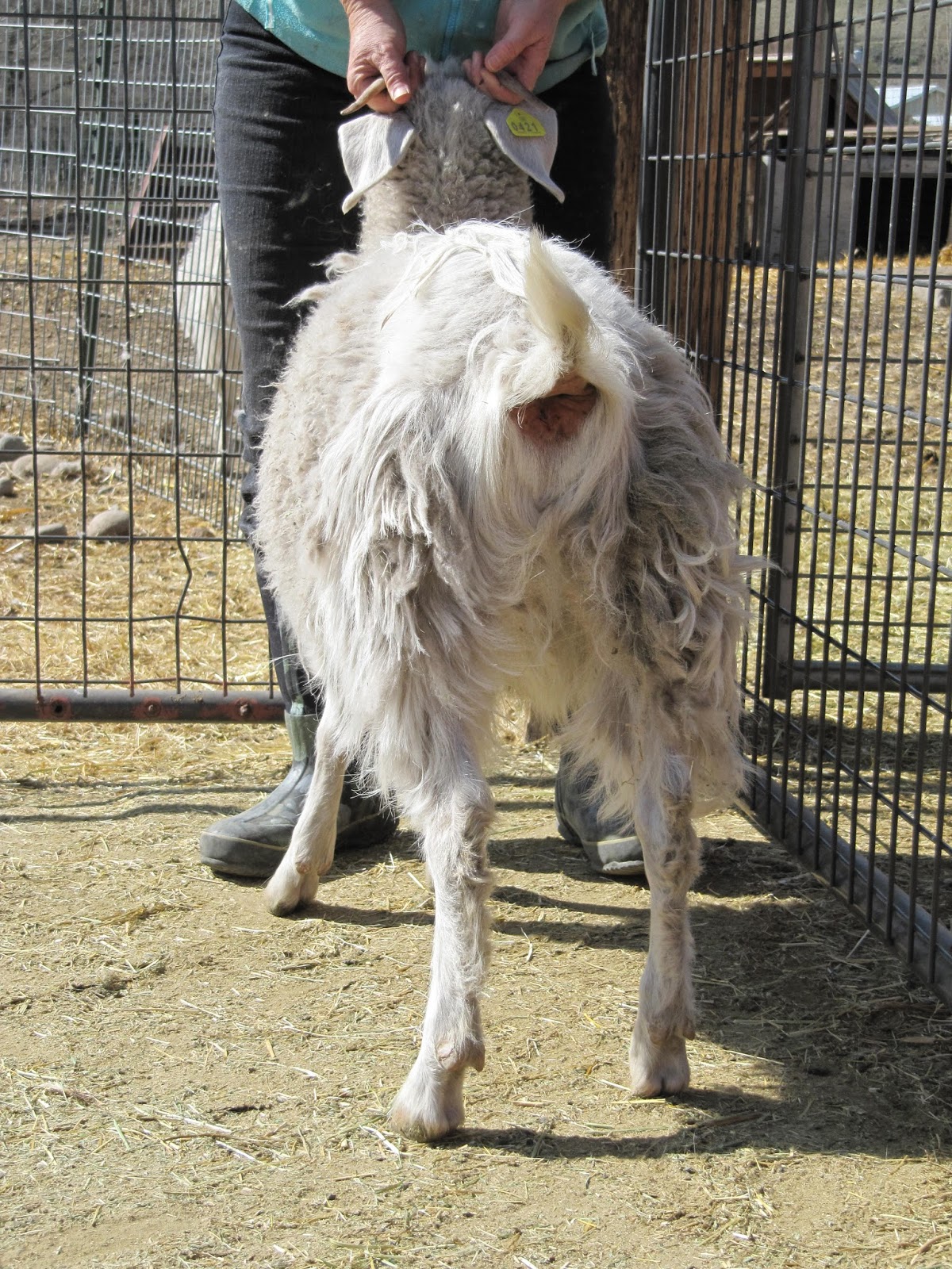 LIBERTY FARM CASHMERE GOATS CASHMERE GOATS FOR SALE