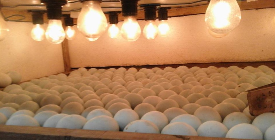 Tutorial Cara Cara Menetaskan Telur Bebek Yang Baik Dan Benar Belajar Bersama Aquascape Aquarium