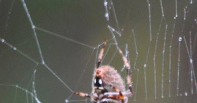 brown spider with white spots on belly - Image For Archive