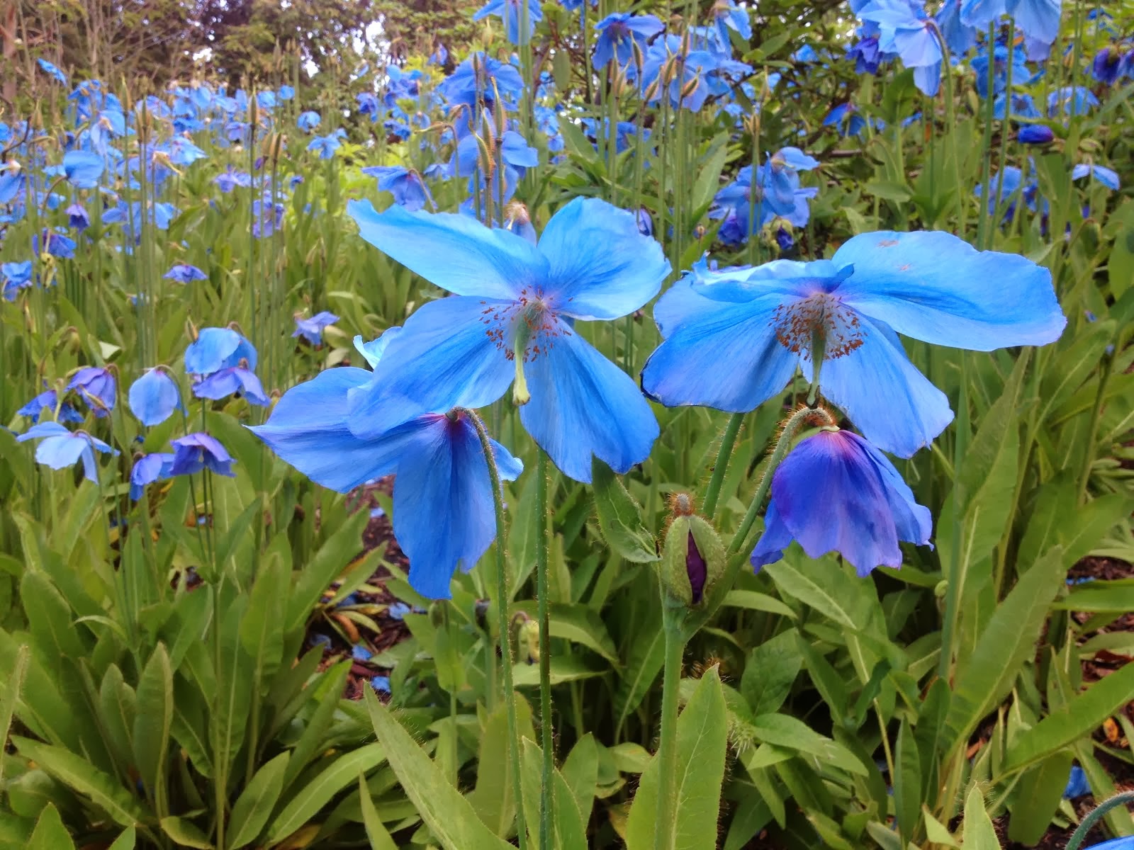 Blue Poppies, Meccanopsis