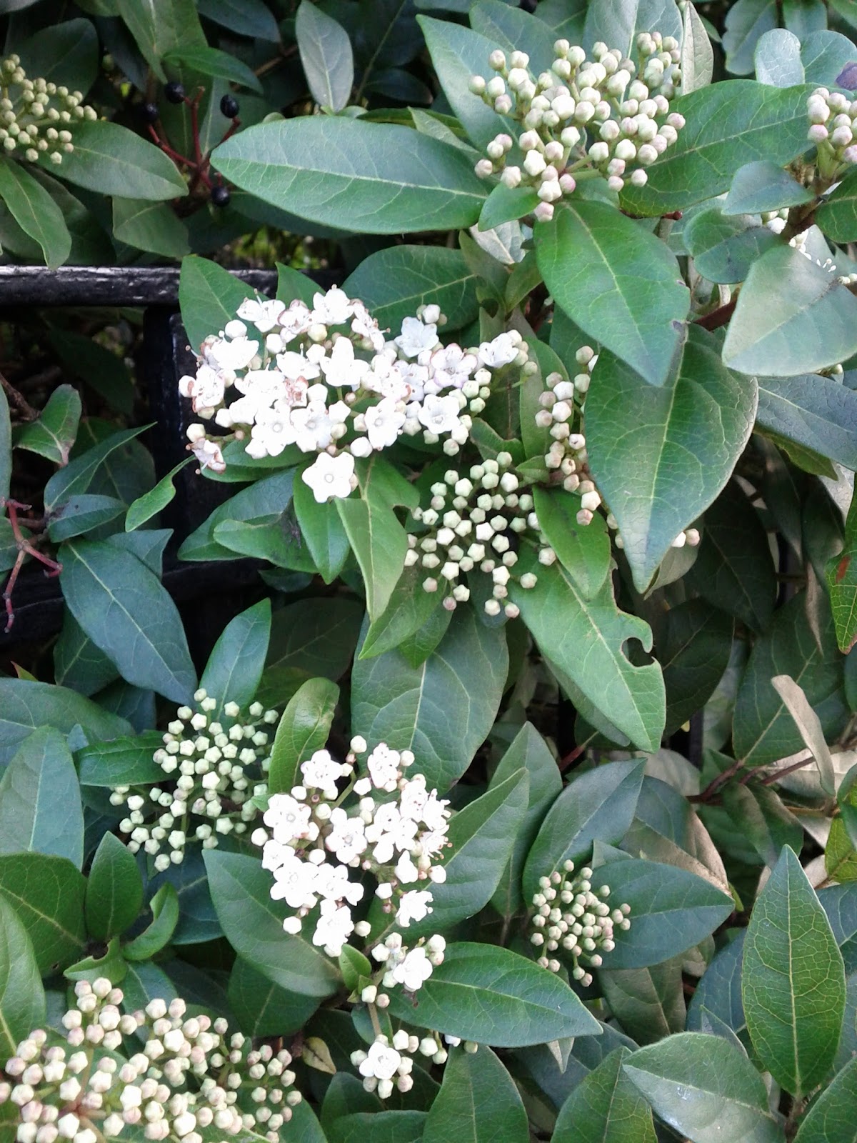 Pieris Bonfire Perfect For Plants