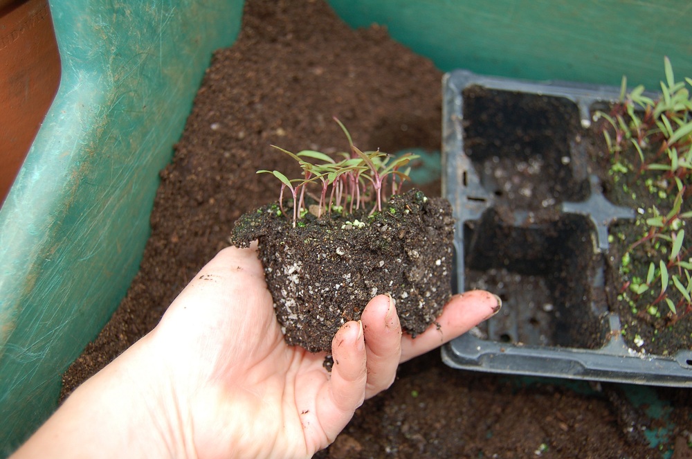 Tulip Seedlings