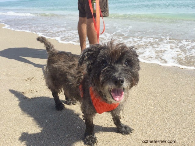 Oz the Terrier happy at Jupiter Dog Beach