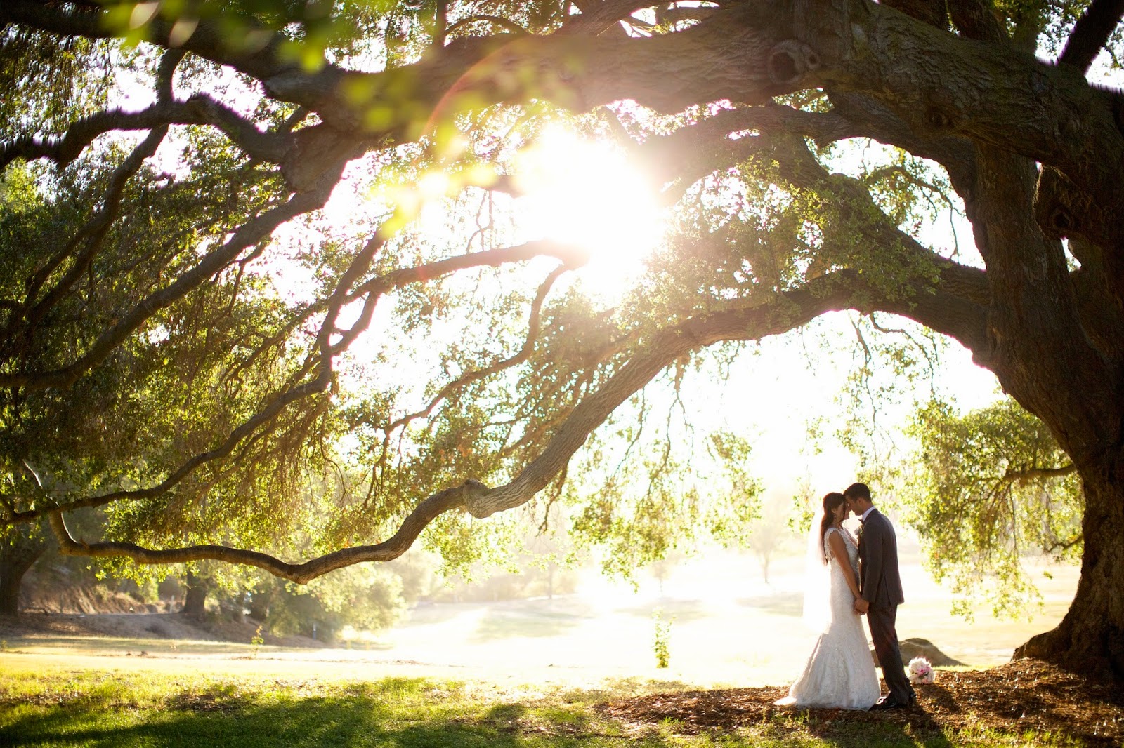 bride and groom under tree