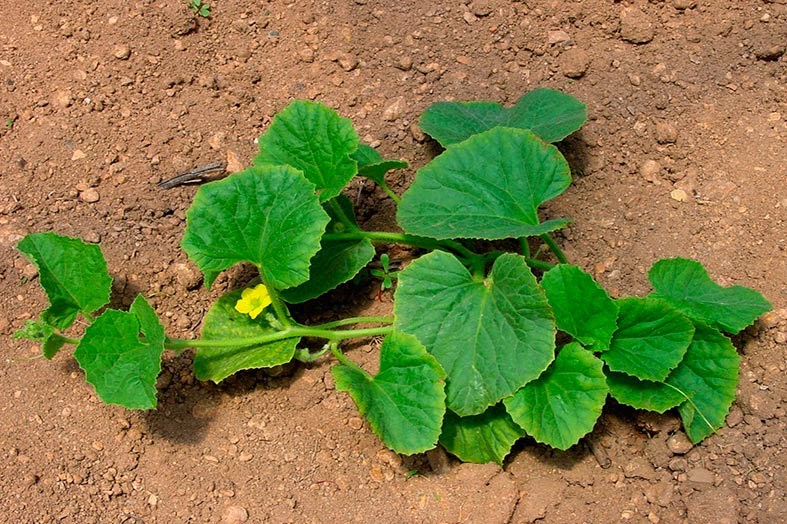 El espiritu de las plantas Melón, el rey del verano