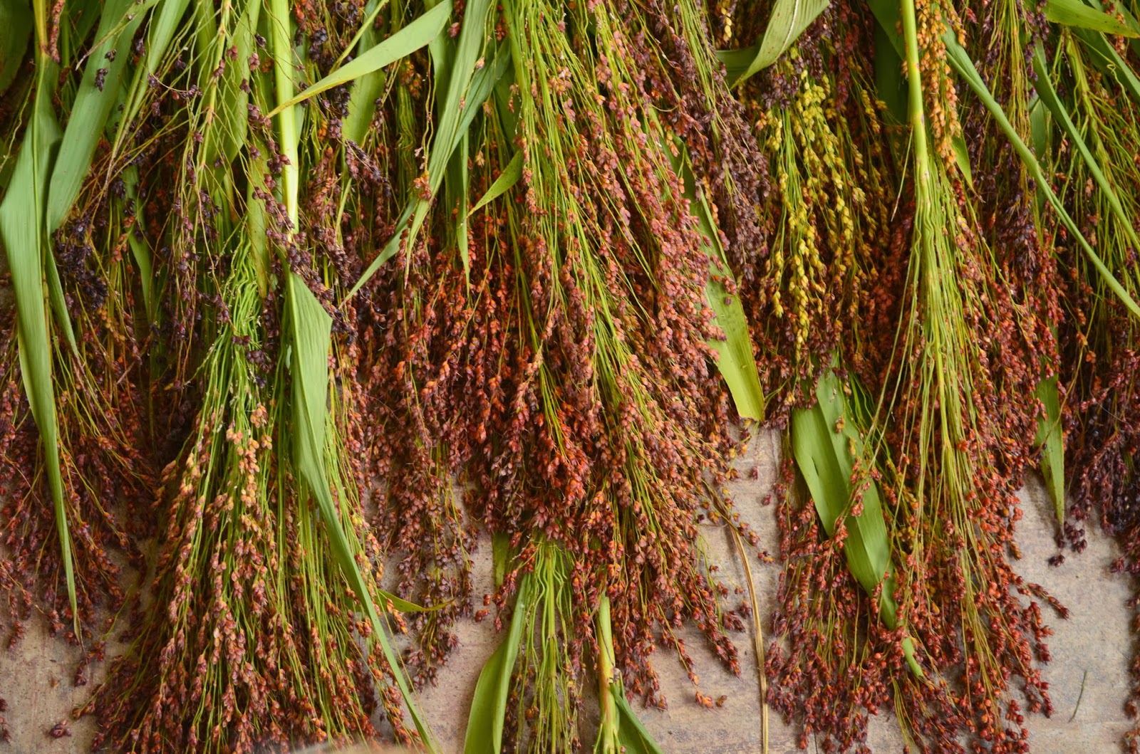 Iron Oak Farm Harvesting Broom Corn