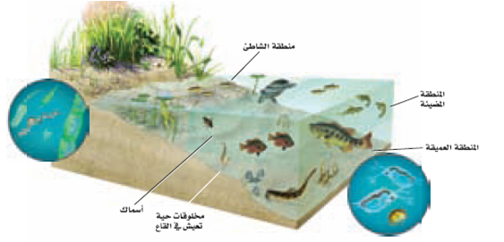 النظام البيئي الذي يتكون عند التقاء مياه النهر مع البحر يسمى ............ مصب النهر الأنهار والجداول البرك والبحيرات