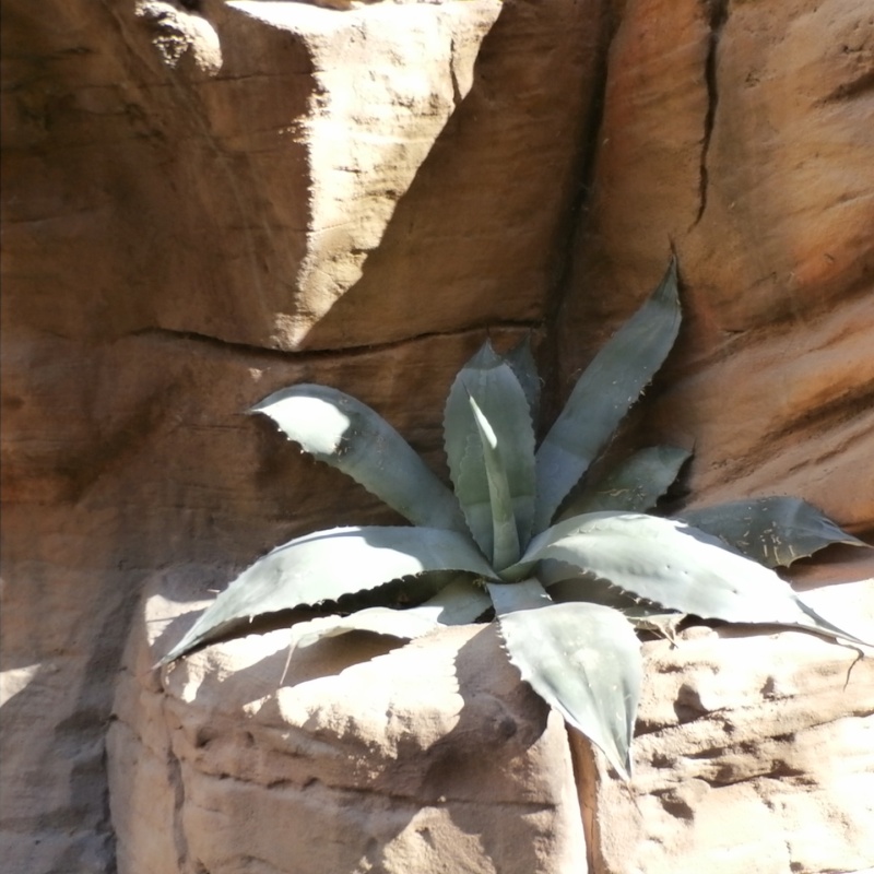 Adventures in Weseland Springs Preserve A Lost Blog