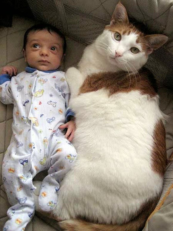 http://www.funmag.org/pictures-mag/cute-babies/cute-babies-and-cats/
