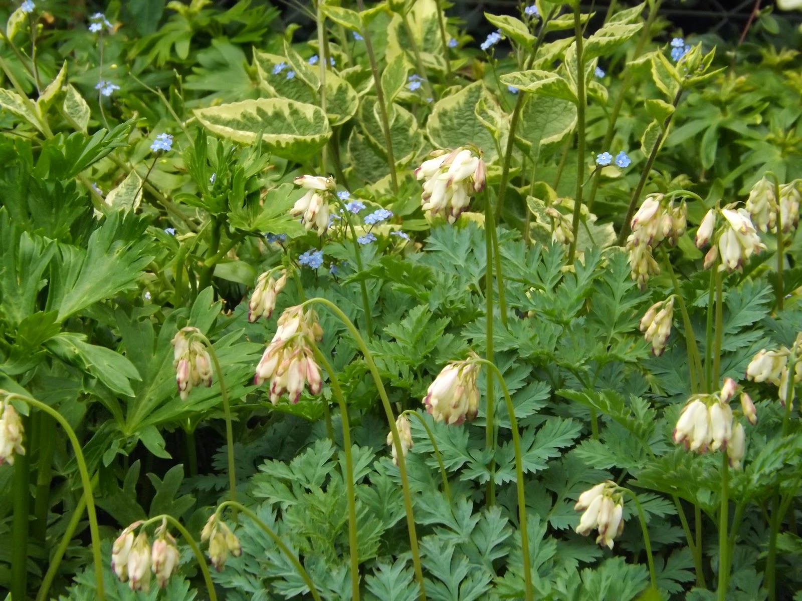 Le Jardin de la Salamandre Dicentra formosa 'Langtrees' & Brunnera