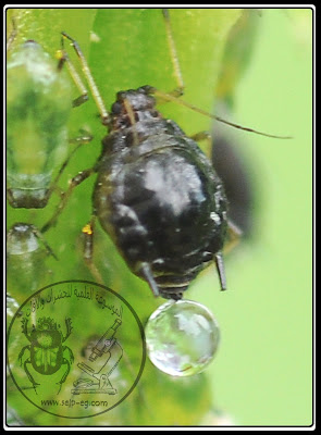 حشرة المَنّ Aphid الوصف المورفولوجي العام ودورة الحياة والمكافحة الندوة العسلية