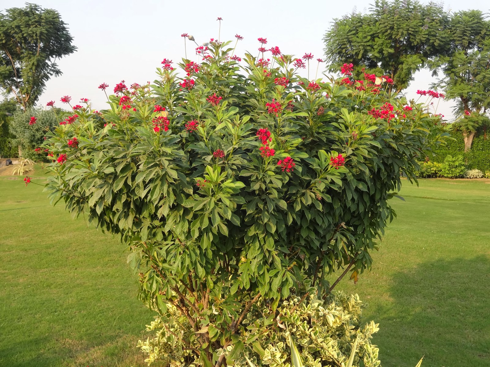 Plants of Lahore Jatropha Being visited by butterflies. R U?