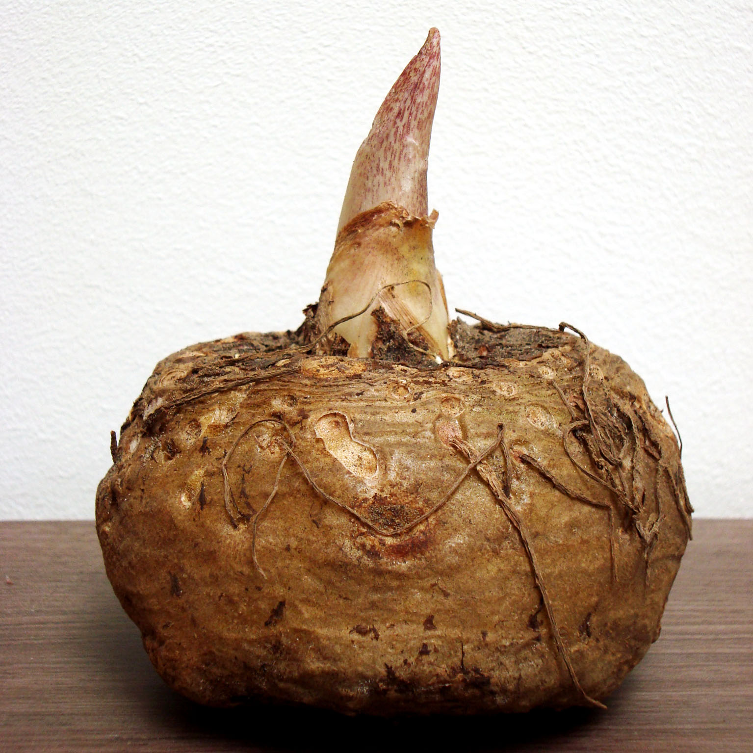 comment planter bulbe arum