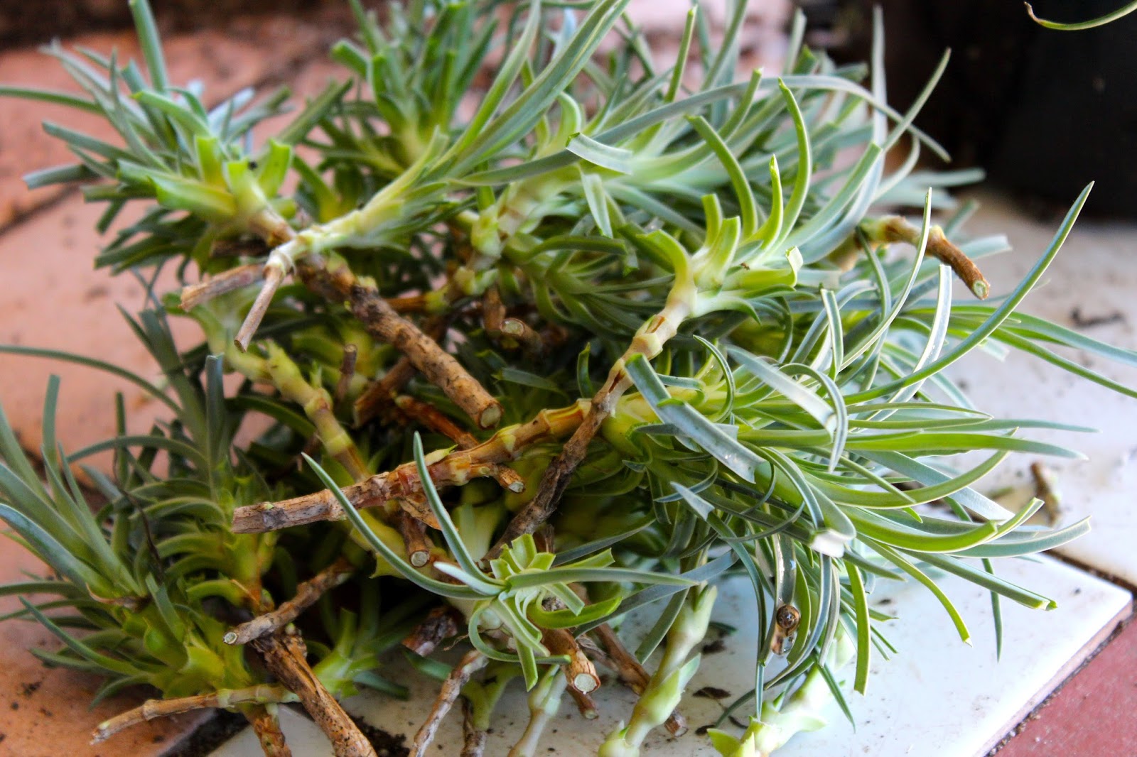 Florez Nursery Carnations for amateurs