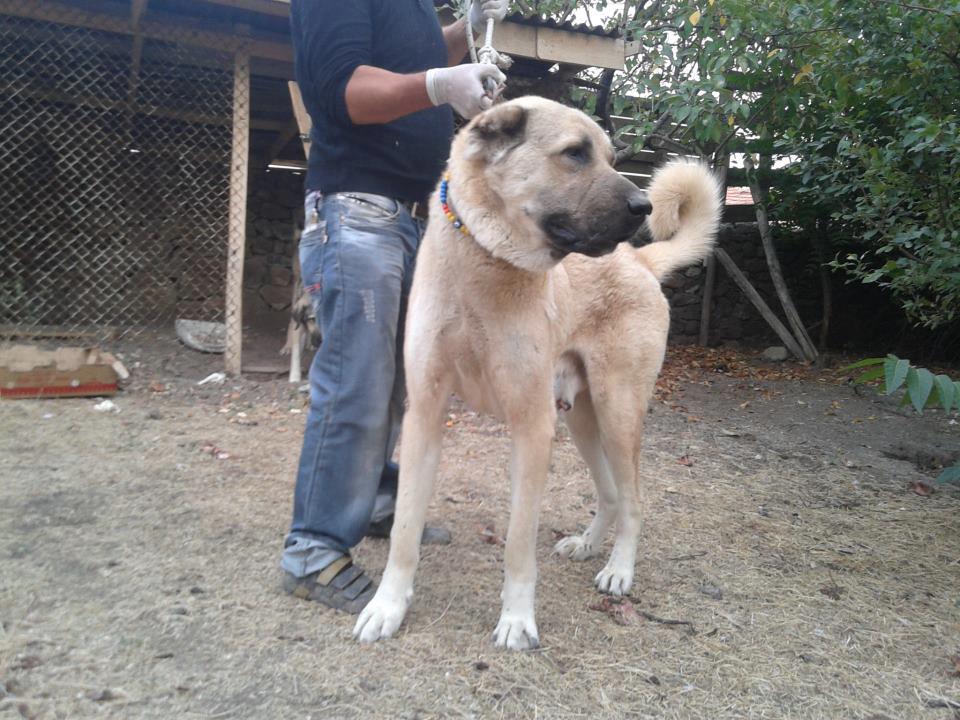 Çoban Köpeği Davar Köpeği Kangal KANGAL SEVDALILARI