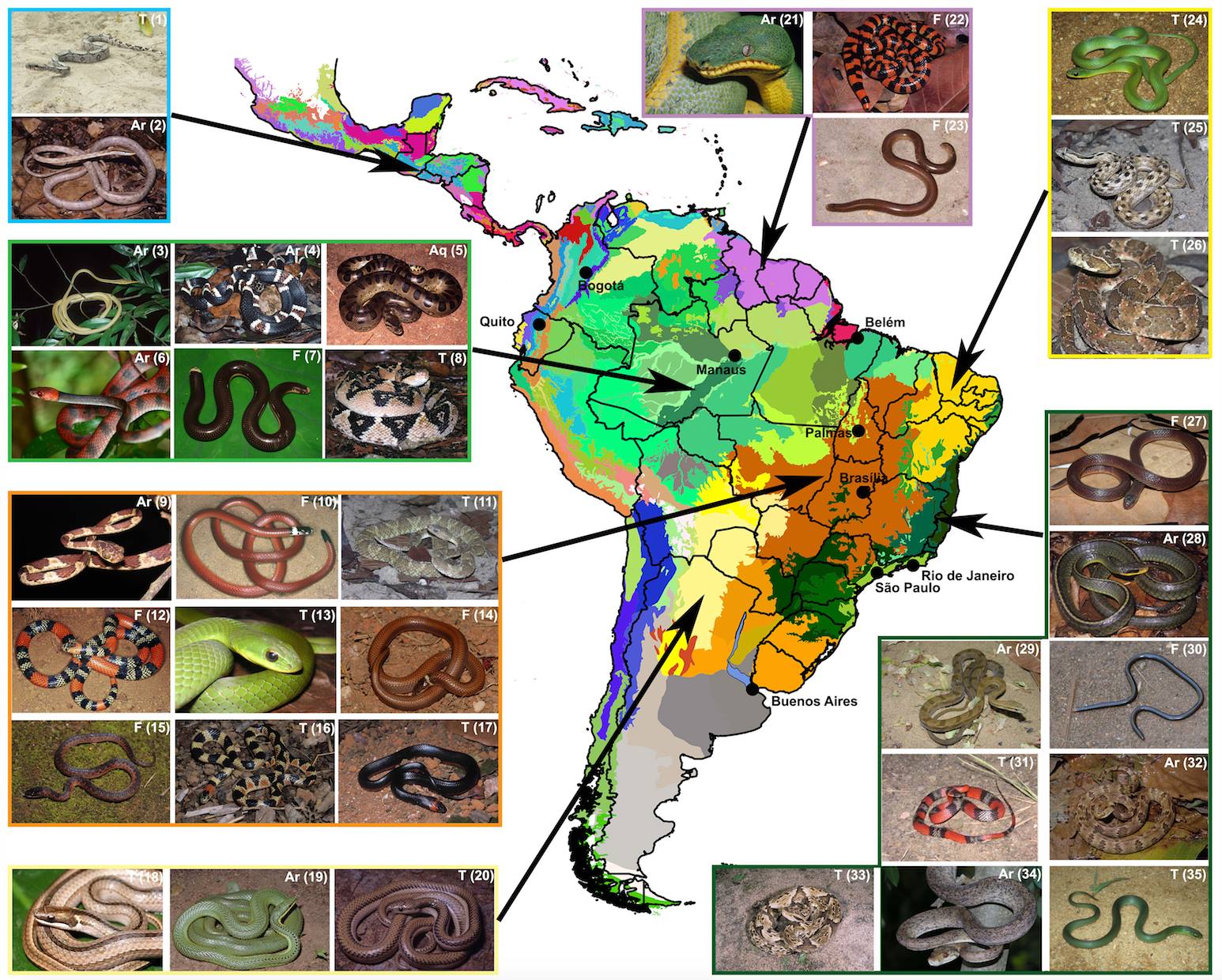 Species New to Science: [Herpetology • 2017] Patterns, Biases and
