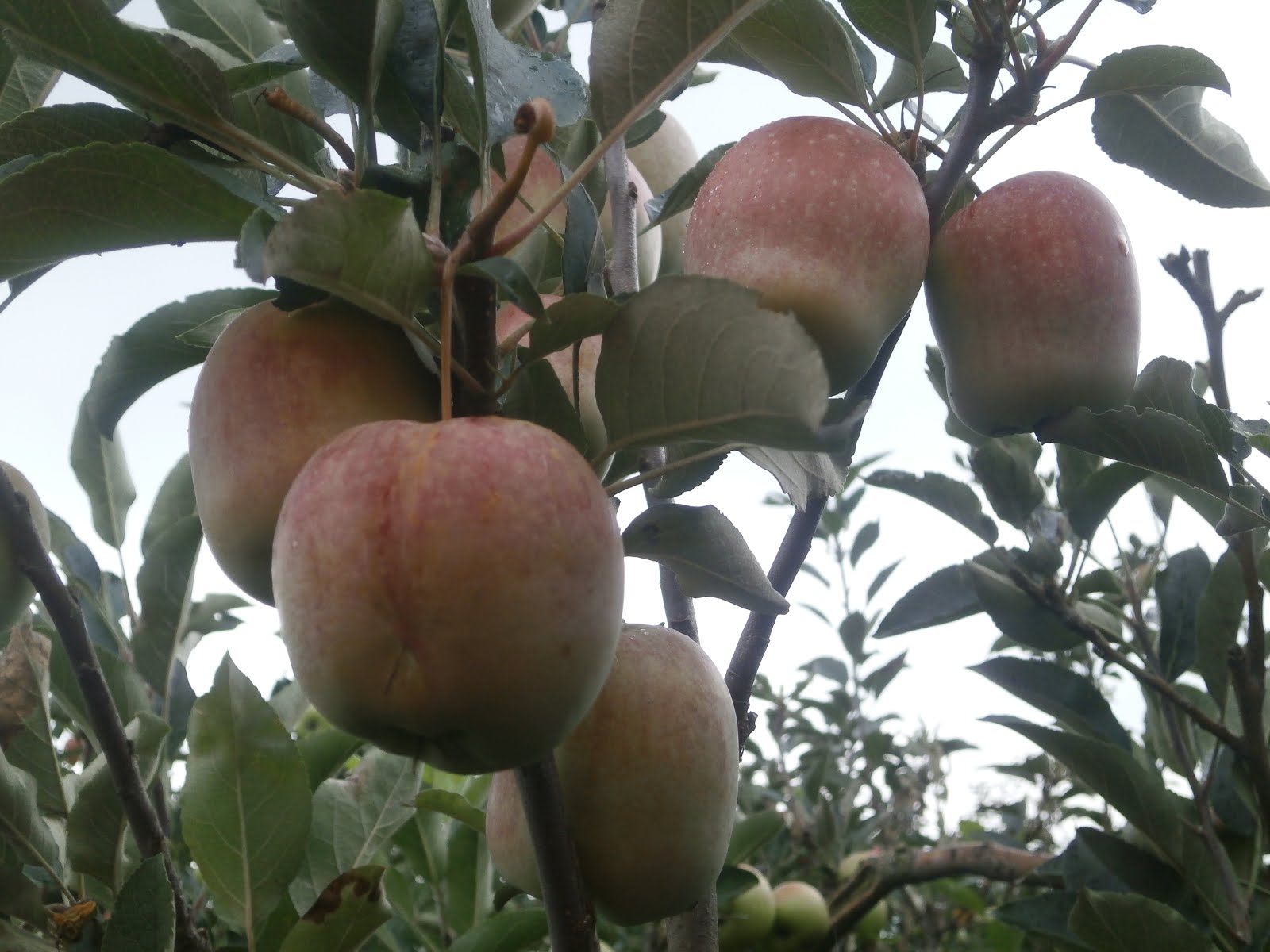 Petik apel di ladang petani
