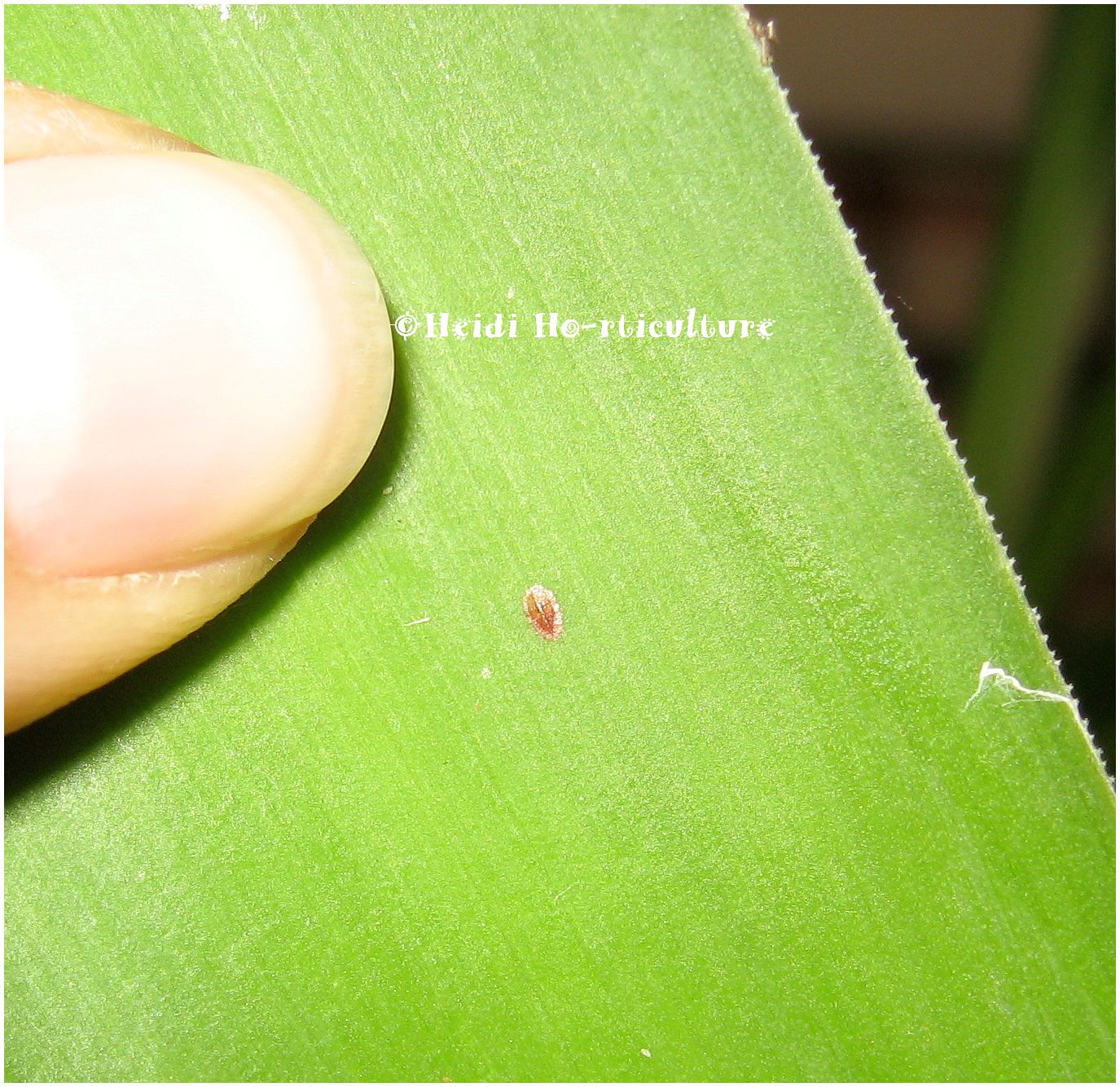 Heidi Horticulture: Common Houseplant Pests Part 3 - Scale