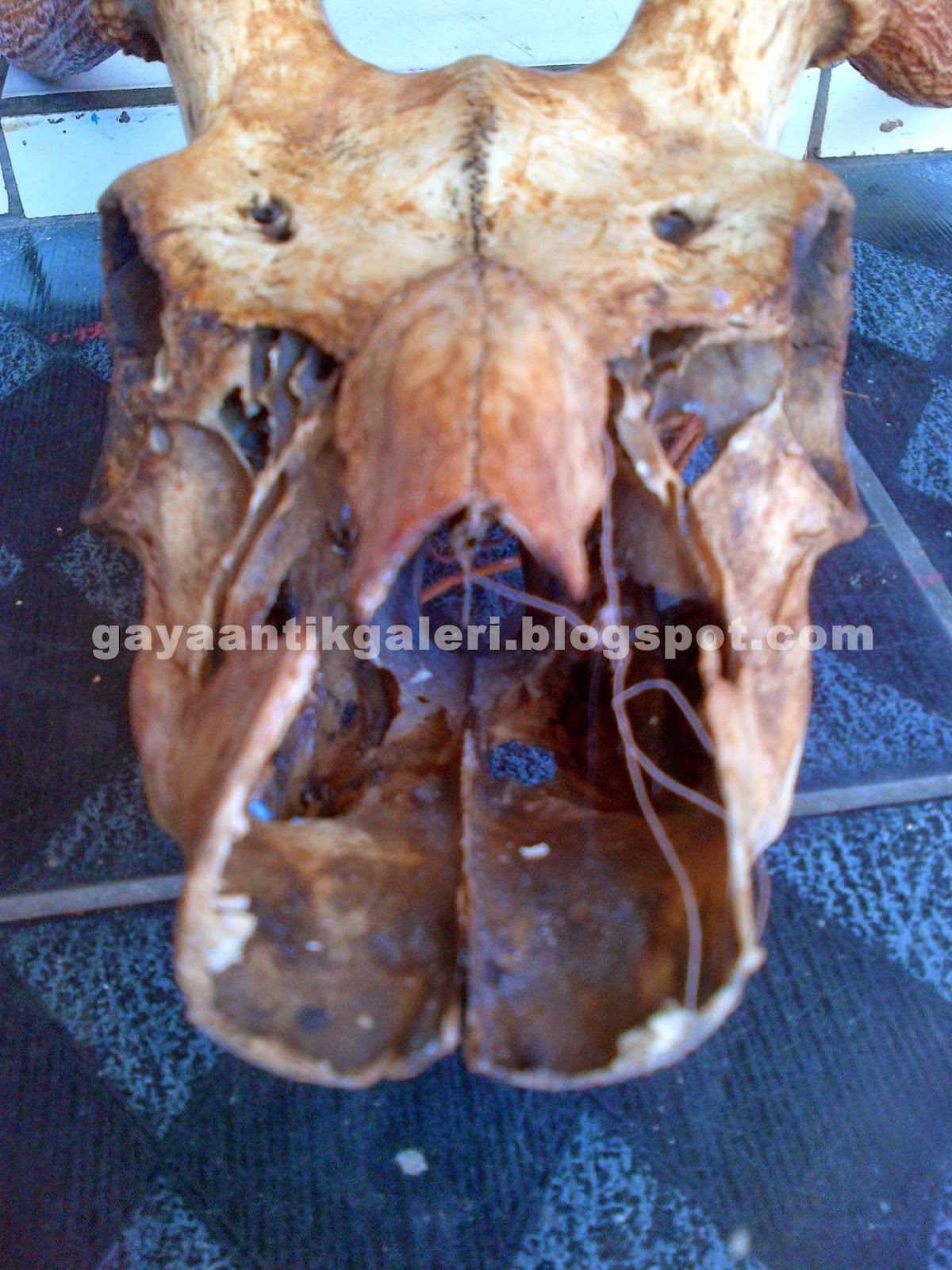 Gaya Antik Galeri Hiasan dinding Antik Tanduk Rusa Jumbo Cabang 6