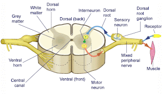 Circuit Brain: This is (the real) Spinal Tap...