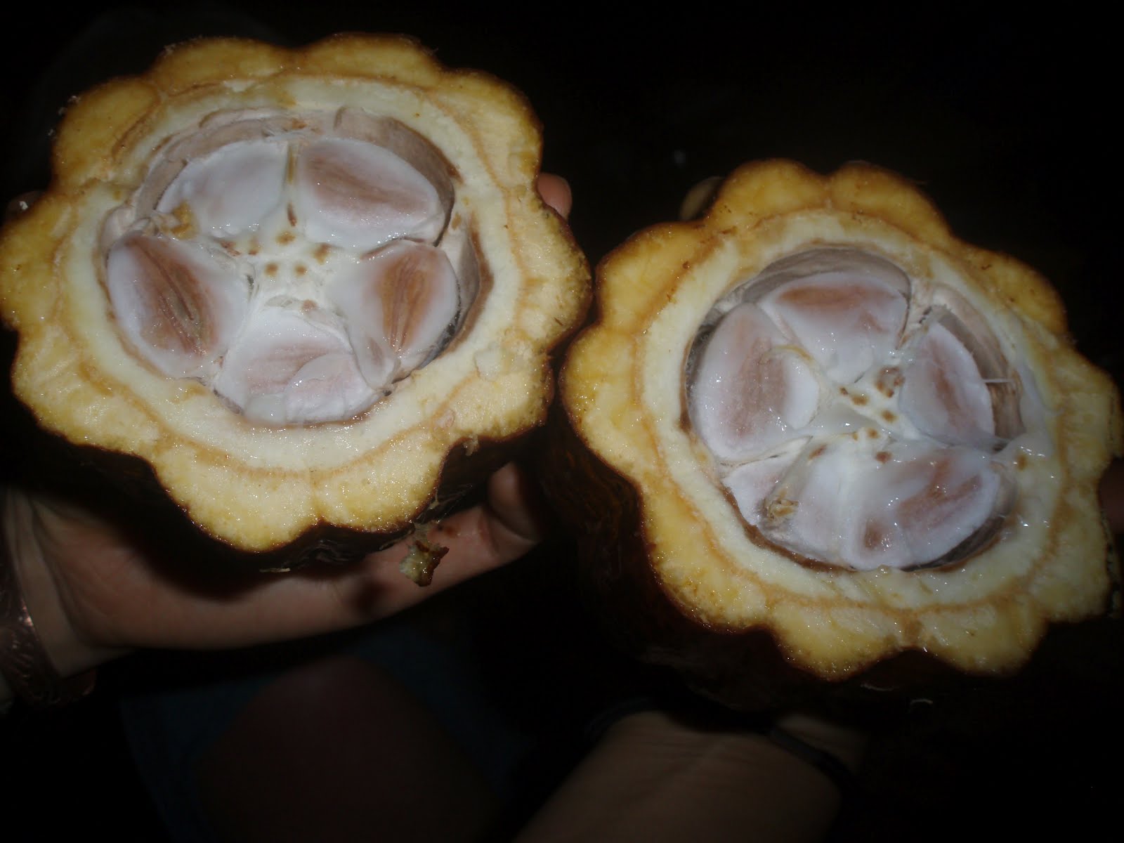 Herbal Medicine Box Sacred Plant Medicine Journey Costa Rica