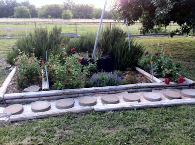 native Texas plants, pollinator gardens, north Texas gardening, Debbie Burns