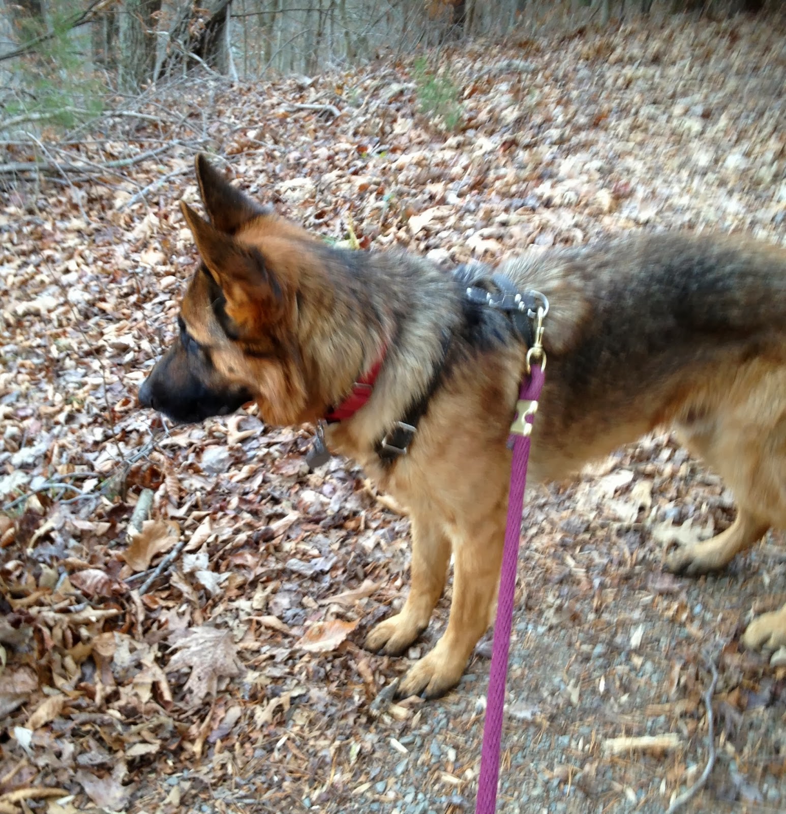 Ruff Living (VA Dog Rescue) Deer hunting