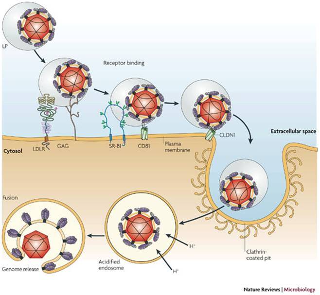 The Silver To Be Ace Tugas Ku Replikasi Pada Virus Hepatitis C Genetika Molekuler