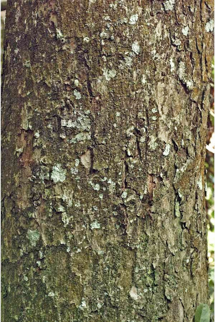 Bogo Tree Bark