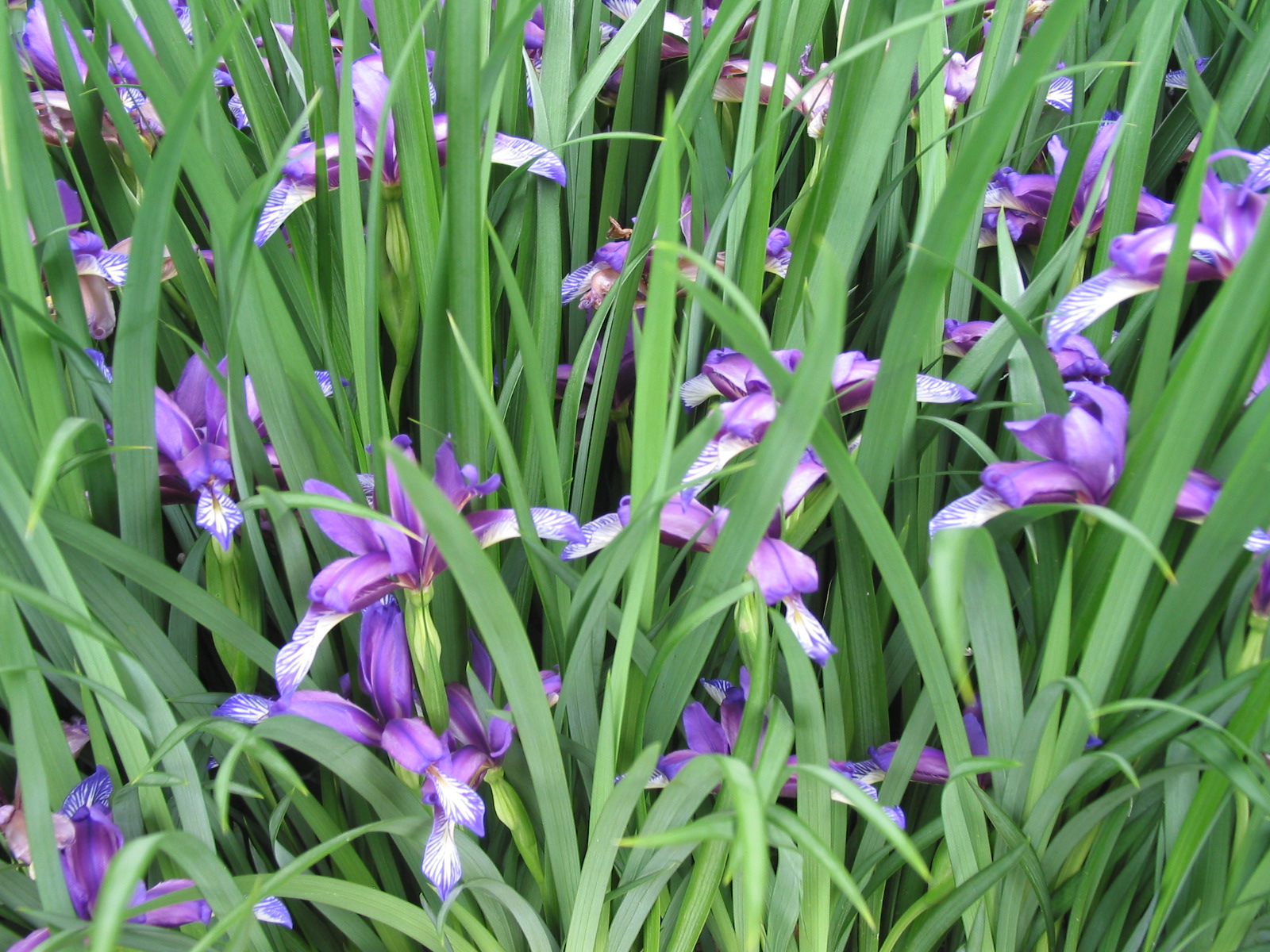 World of Irises: The Plum Scented Iris