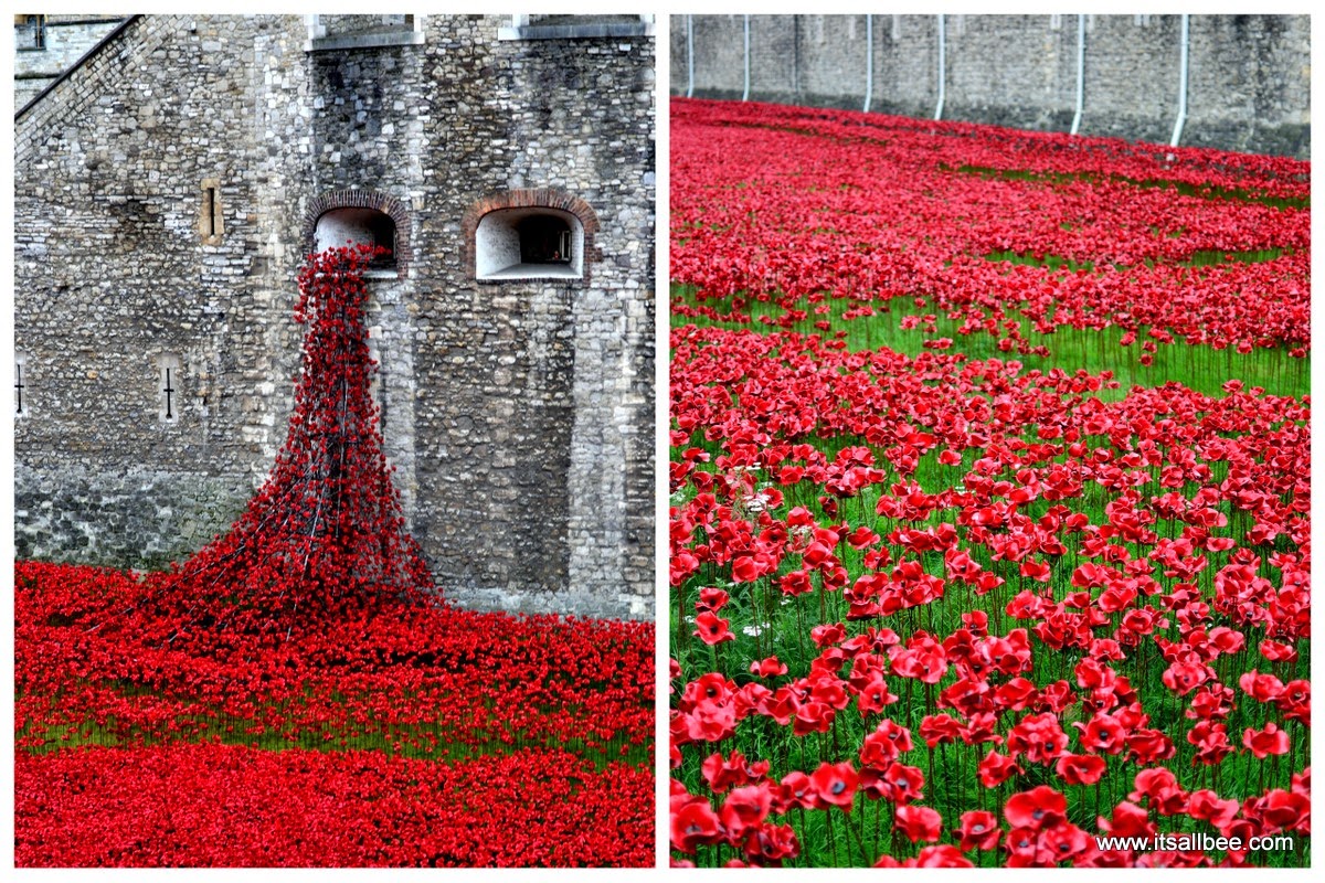 tower of london poppies | tower of london pictures