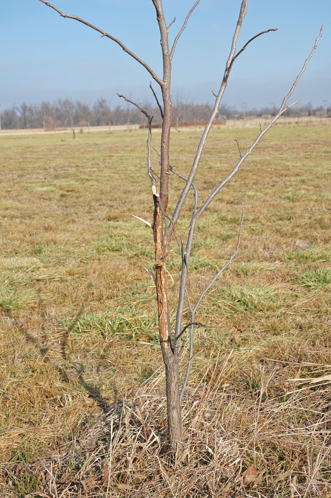 Northern Pecans Protecting young pecan trees against deer damage