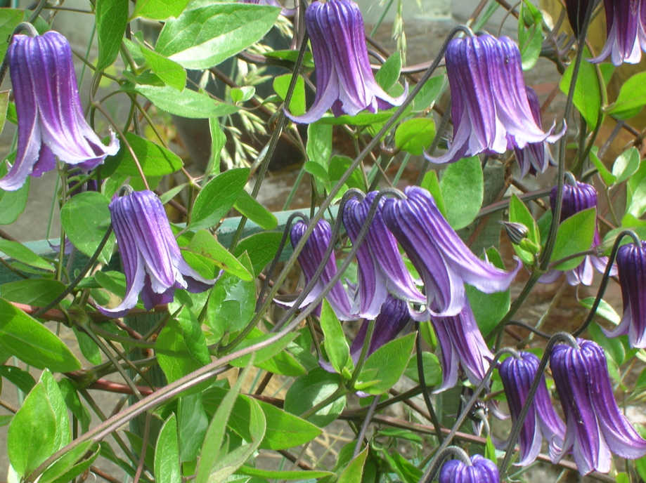 Clematis