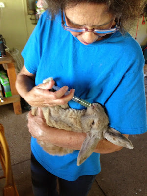 Rescue rabbit being medicated