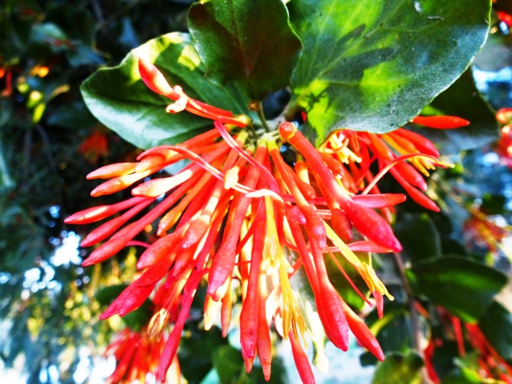 Fernando Ruz: Plantas nativas de Chile: Quintral ...