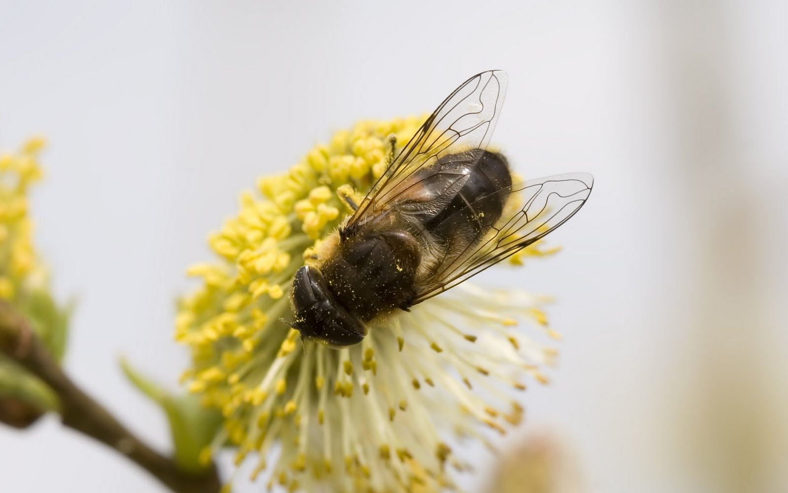 Where Is Wallpaper: bee wallpaper