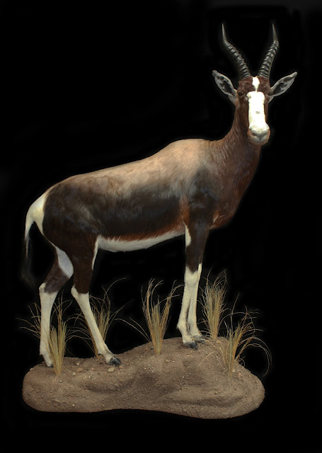 bontebok%2Bblog.jpg