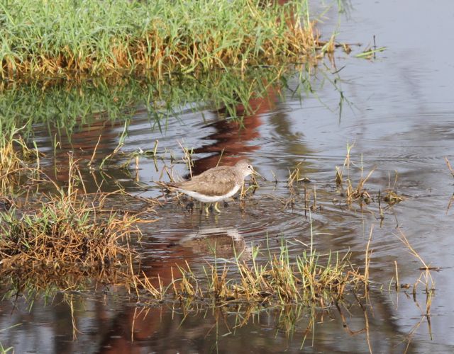 rencontre pullipienne strasbourg