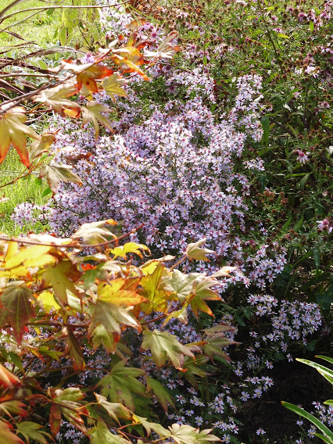 Belles Sauvages Et Plus Mahonia Aquifolium Bientot Prunes
