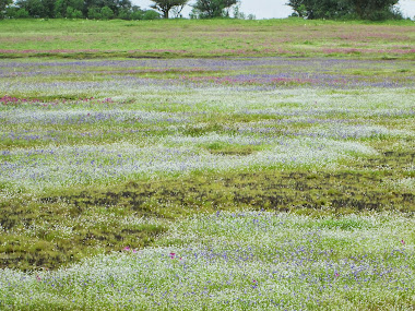 Plateau of white  Flowers.