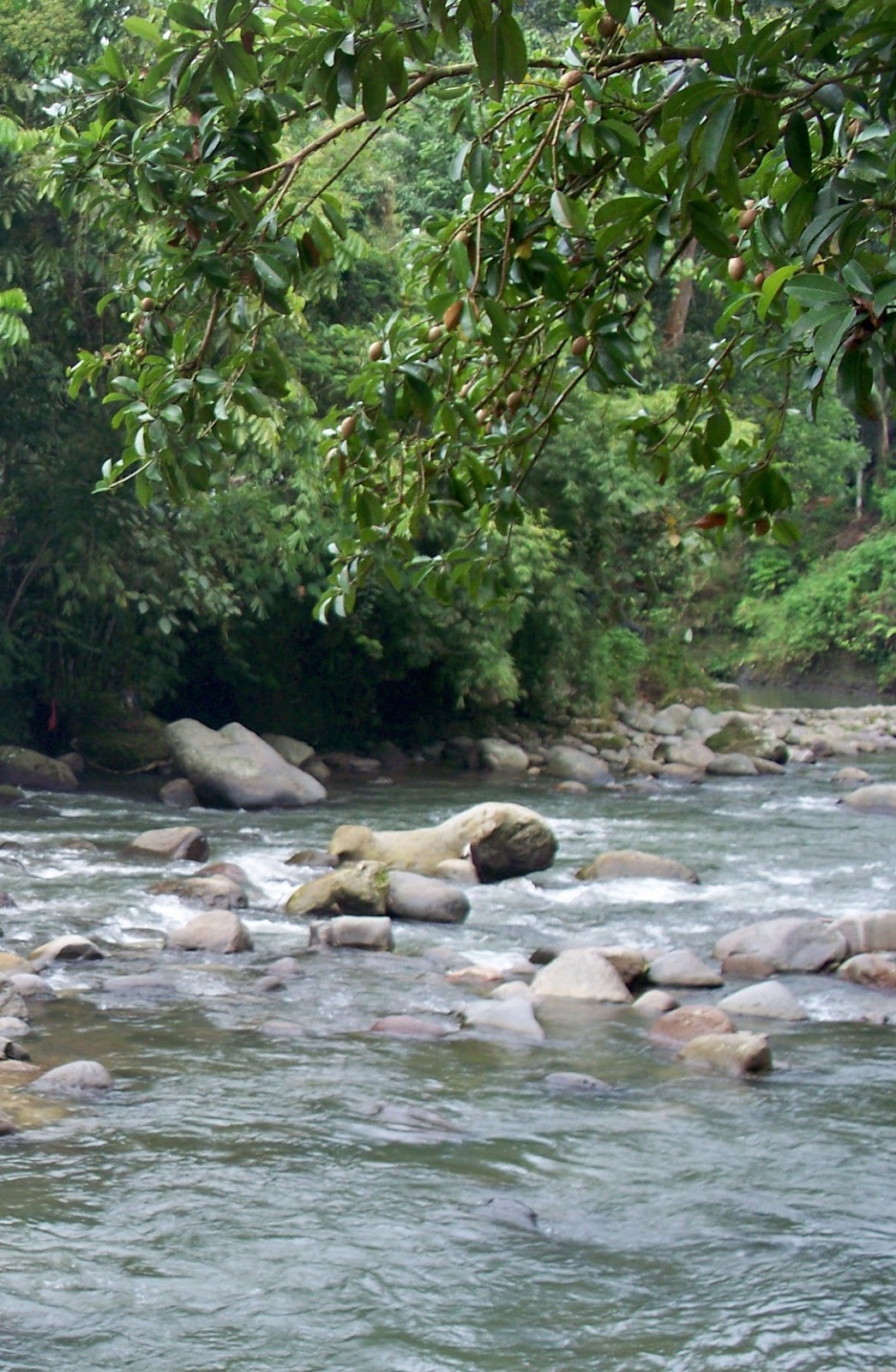 Contoh essay sumber daya alam dan lingkungan hidup picture