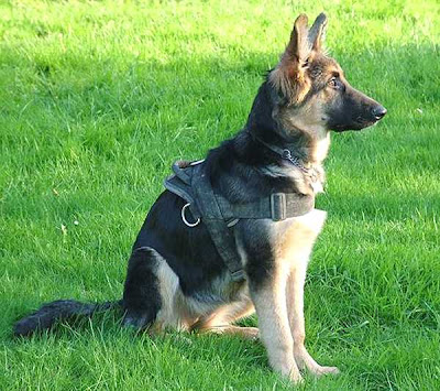 police dog