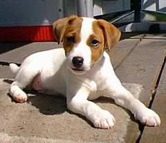 jack russell terrier pets cute and docile