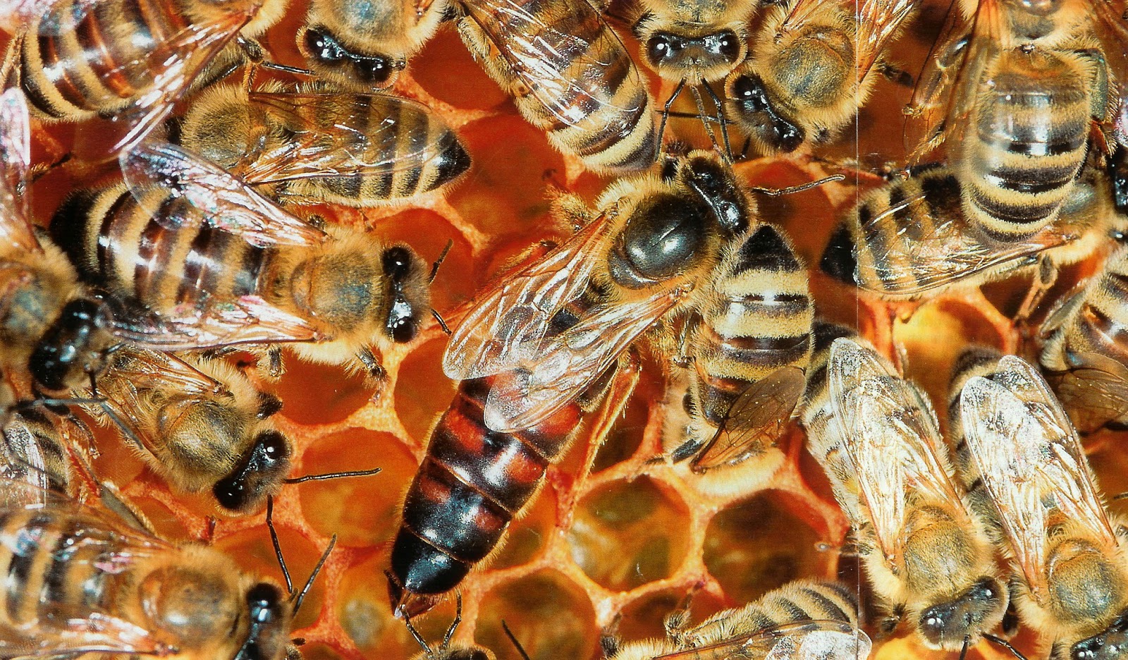 Adhere to Fly 240 unidades de celdas de fertilidad para abeja reina marrón plástico, 